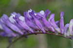 Winter vetch